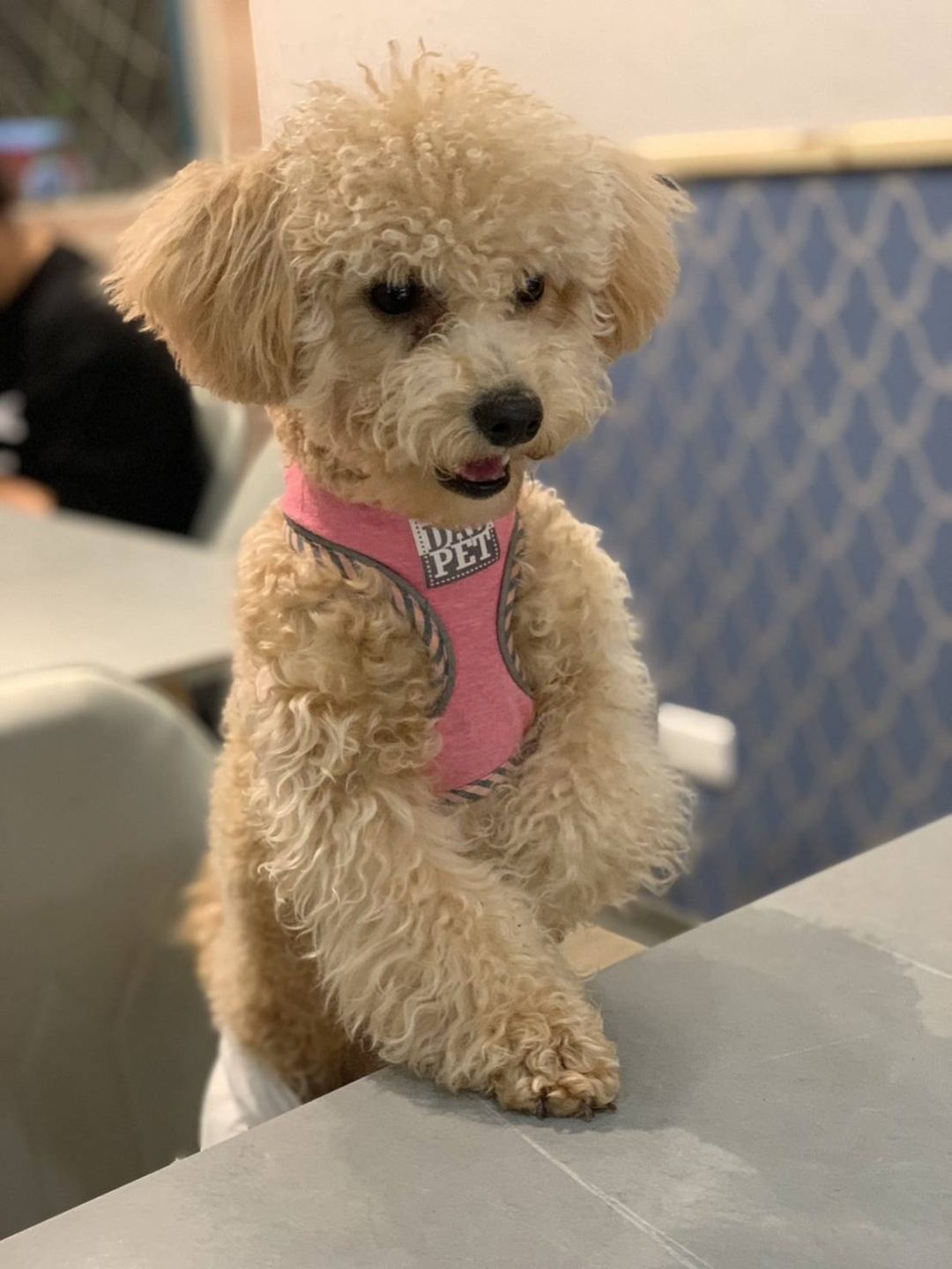 系爭犬可愛程度檢驗 1
