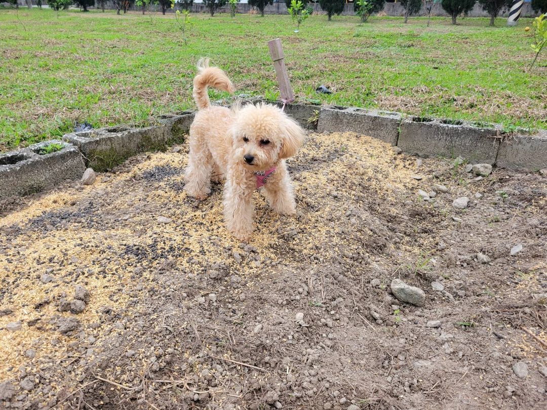 系爭犬可愛程度檢驗 5