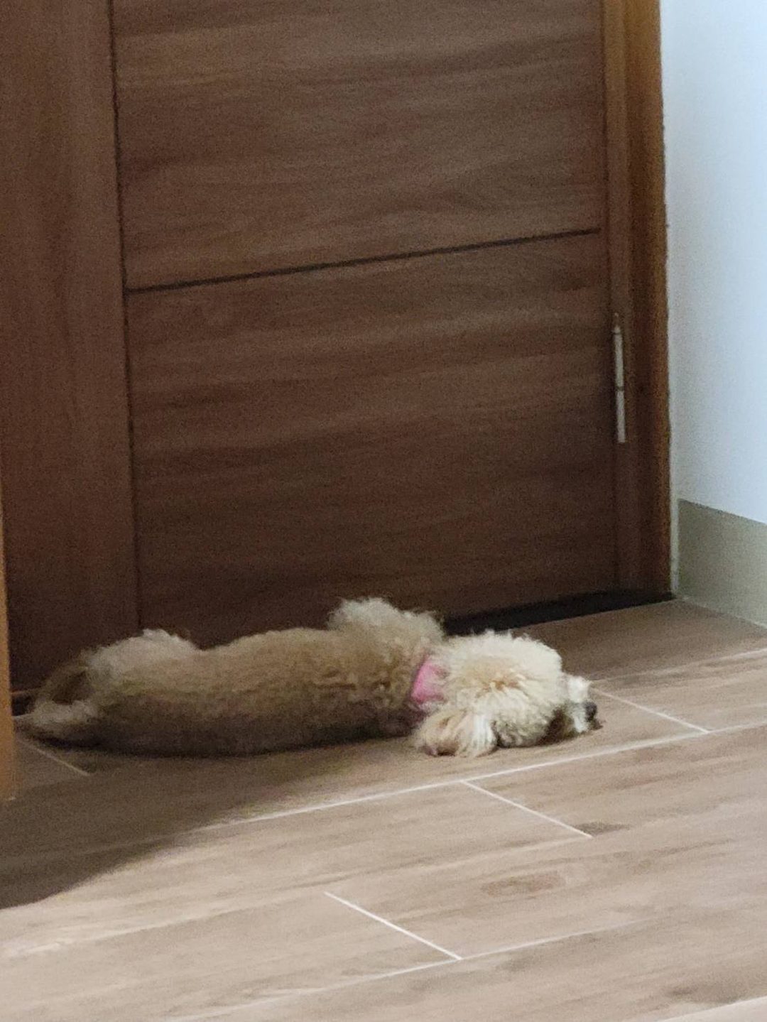 系爭犬可愛程度檢驗 6