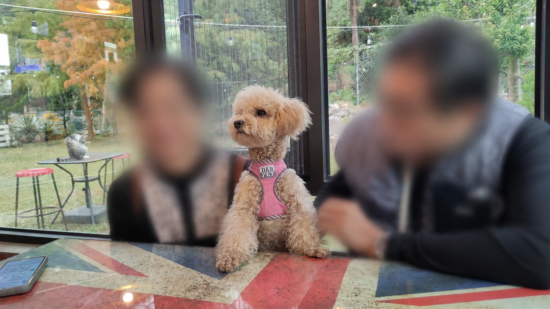 系爭犬家庭成員化照片 4