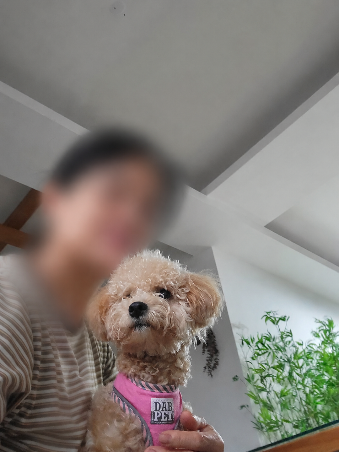 系爭犬家庭成員化照片 6