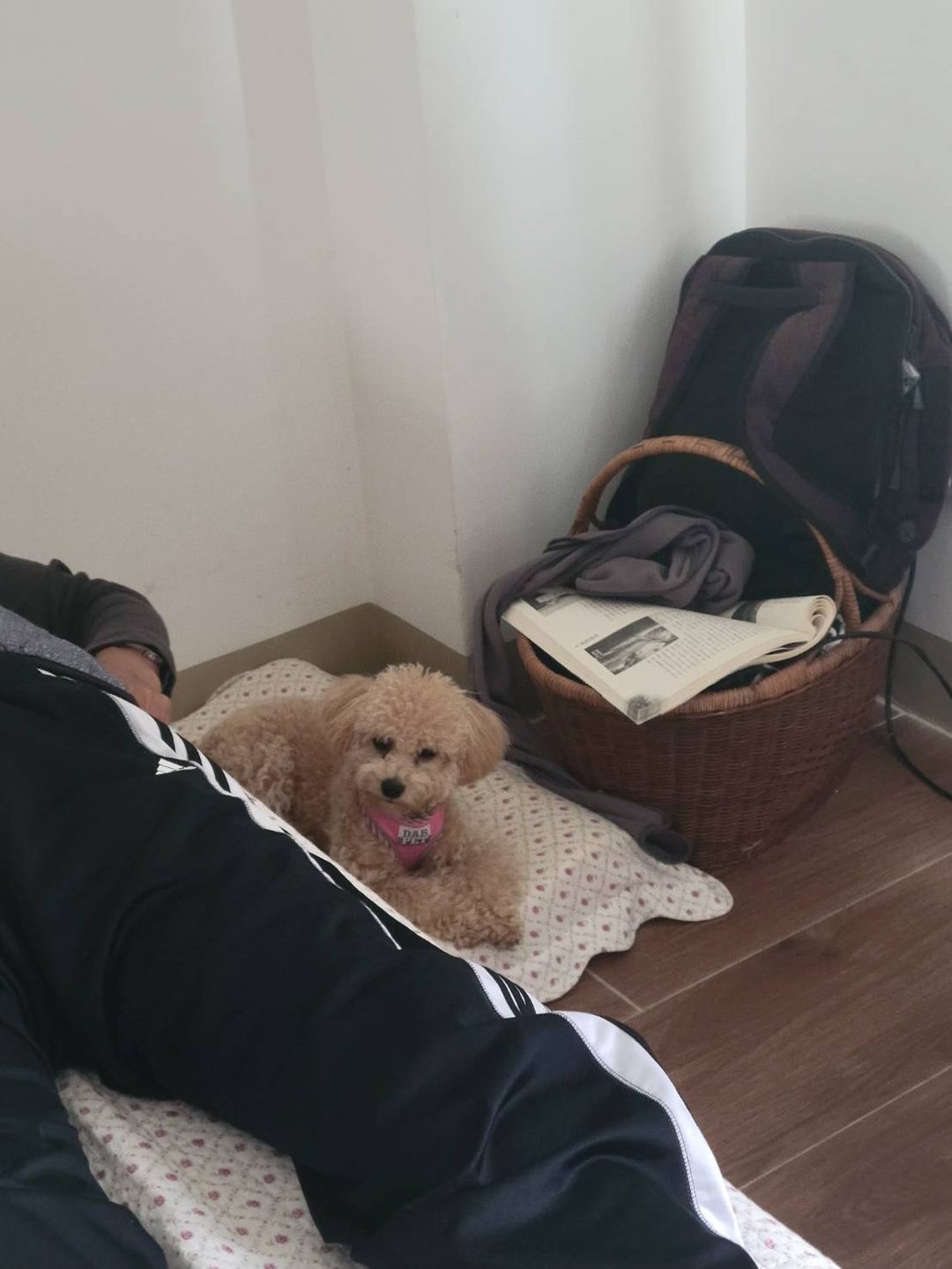 系爭犬日常安置照片 1
