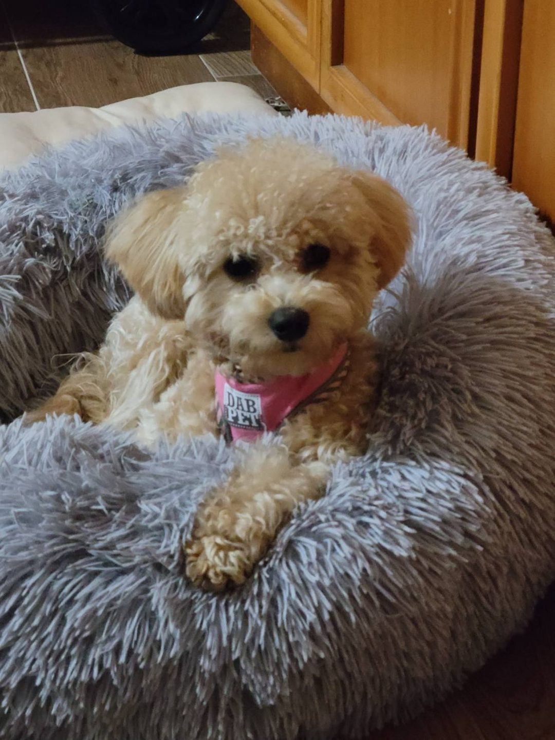 系爭犬日常安置照片 2