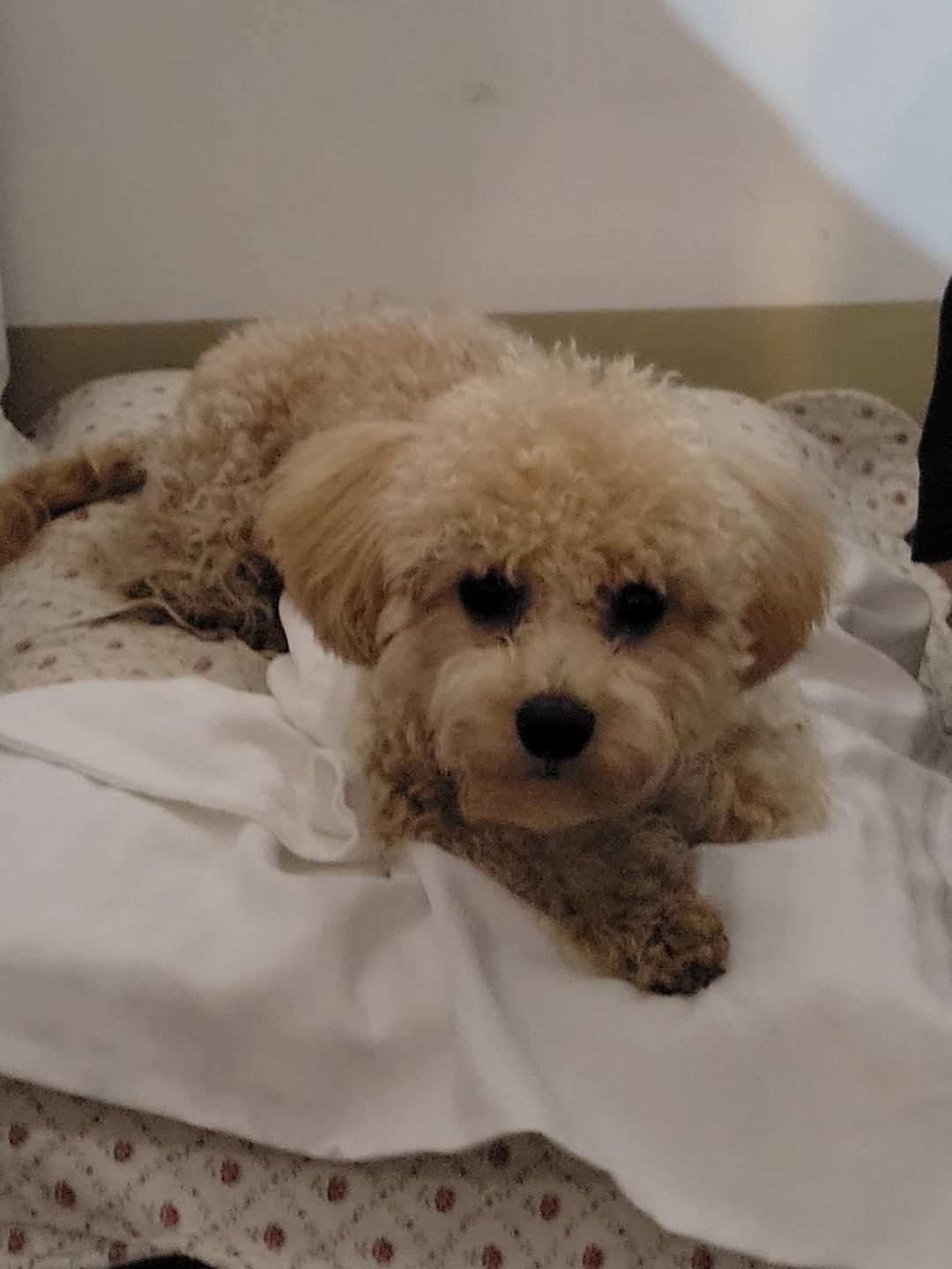 系爭犬日常安置照片 3