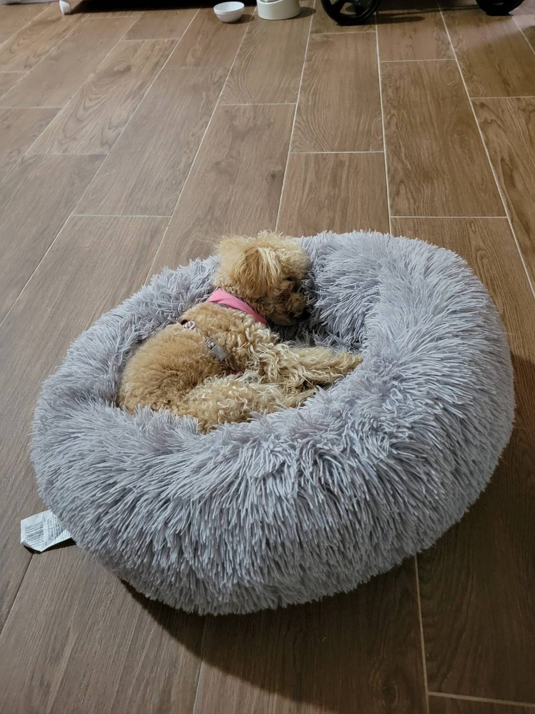 系爭犬日常安置照片 4