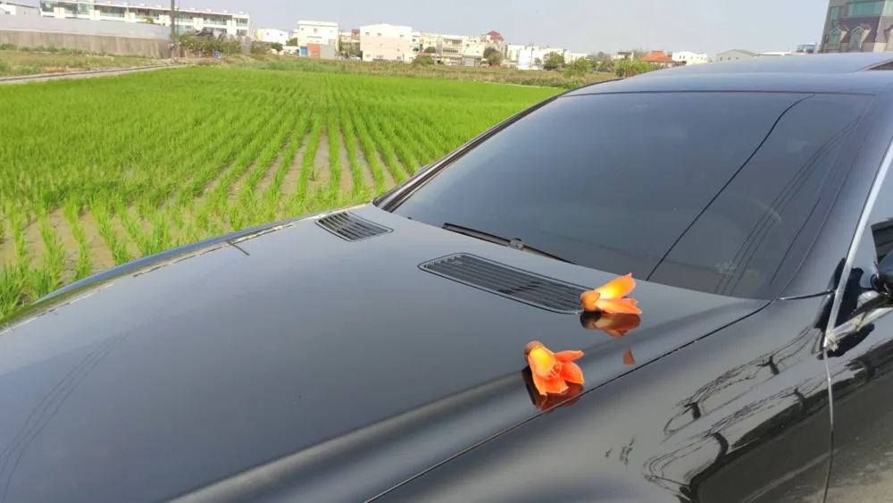 木棉花掉落在車輛引擎蓋上的案發現場