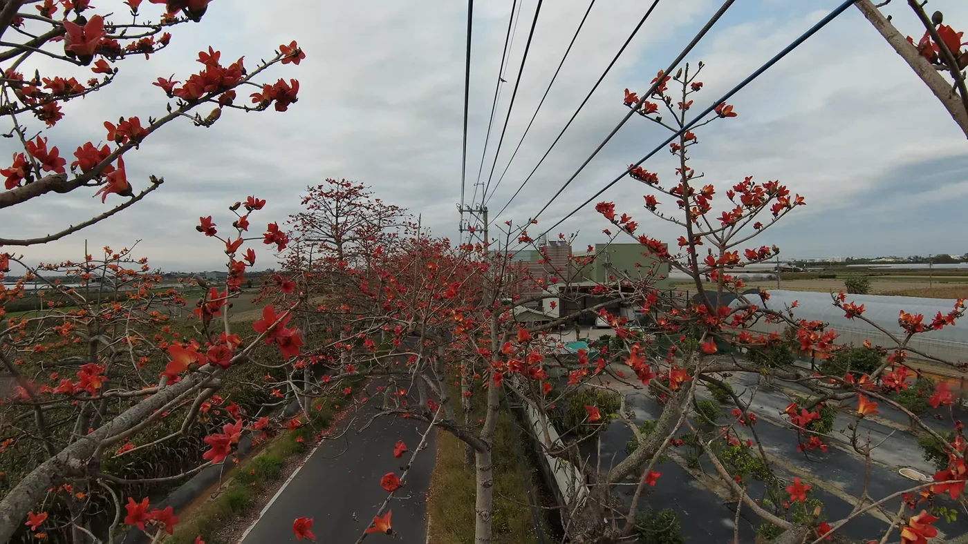 將軍一帶木棉花道路盛開景色